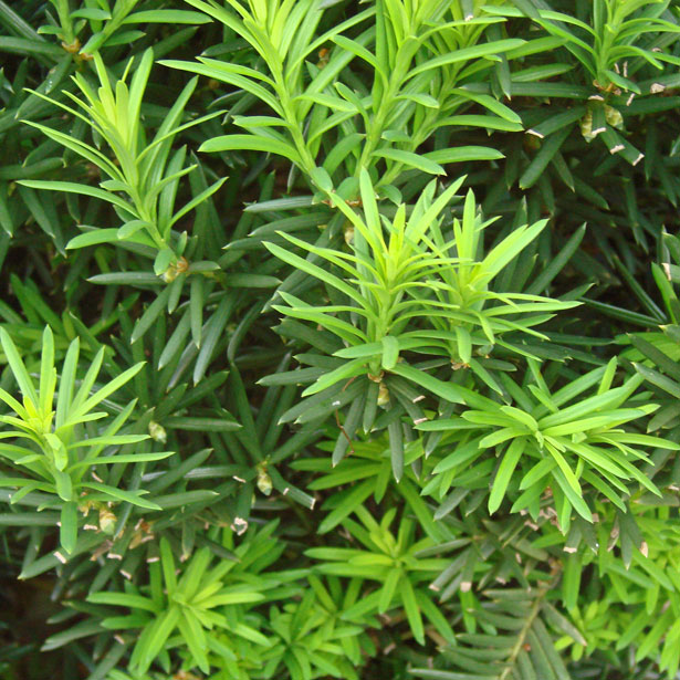 Evergreen Bush Free Stock Photo - Public Domain Pictures