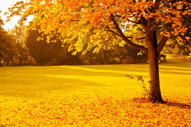 黄色の秋 無料画像 Public Domain Pictures