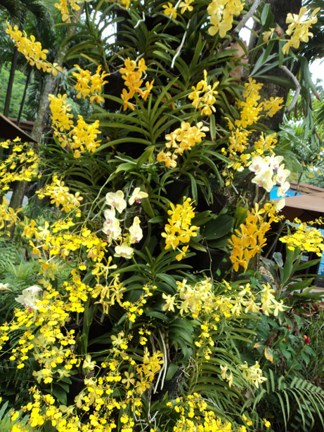 Orquídeas amarelas Foto stock gratuita - Public Domain Pictures