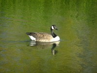 En Canada Goose