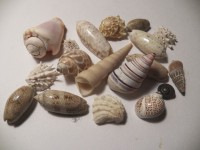 Una collezione di conchiglie di mare