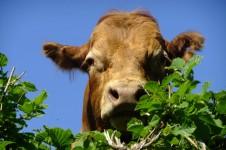A cow peers over a hedgerow