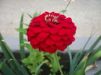 En röd blomma