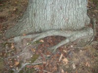 Um tronco de árvore