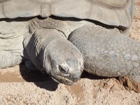 Aldabran черепаха - Up Close