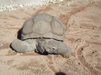Aldabran черепаха