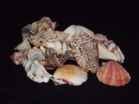 Variedade de conchas do mar