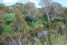 Ausztrál bokor és patak