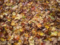 Podzimní suché listí