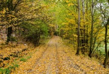 Hösten skogsstig
