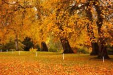 Hösten i parken