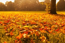 Las hojas de otoño al atardecer