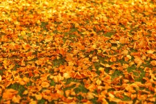 Las hojas de otoño en el suelo