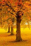 Los árboles del otoño en el parque
