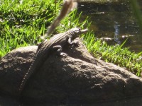 Crocodile copilul pe o stâncă