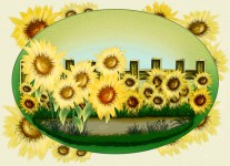 Background Of Sunflowers