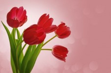 Contexte avec des tulipes