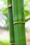 Bambus detal