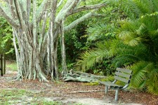 Banyan Bench Árvore