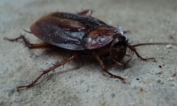 Barata cucaracha cockroach