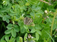Basking Schmetterling