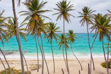 Strand met palmbomen