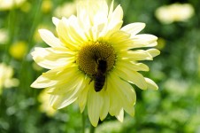 Biene auf gelbe Blume