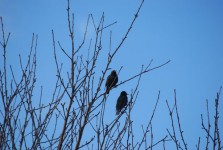 Los pájaros en un árbol