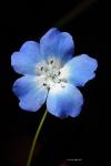 Modrá květina