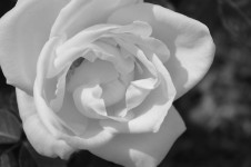 Rose blanco y negro