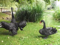 Cisnes negros