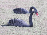 Los cisnes negros