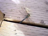 Blått och grönt Dragonfly