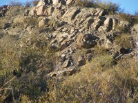 蓝鹭隐藏在岩石