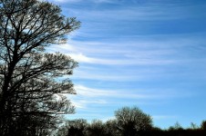 Cerul albastru şi de copac