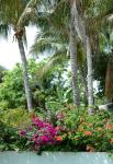Bougainvillea bloemen Palmbomen