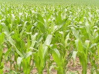 Яркий кукурузное поле