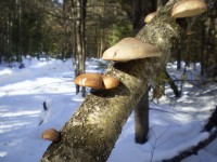 Brochette Of Mushrooms