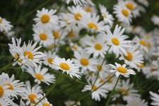 Bunch Of Daisies