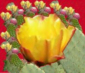Cactus Koláž