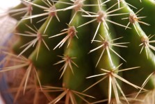 Aiguilles de cactus