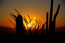 Cactus Sunrise