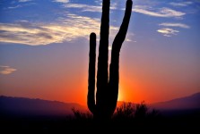 Cactus del sol