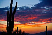 Cactus Sonnenaufgang