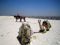 Los camellos