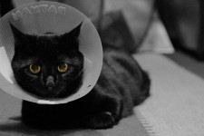 Gato em um cone