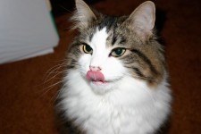 Cat Licking Lábios