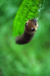 Caterpillar su foglia verde