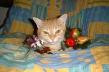 クリスマス猫