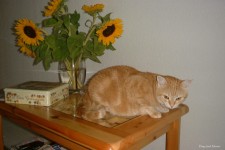 Cat mit Sonnenblumen